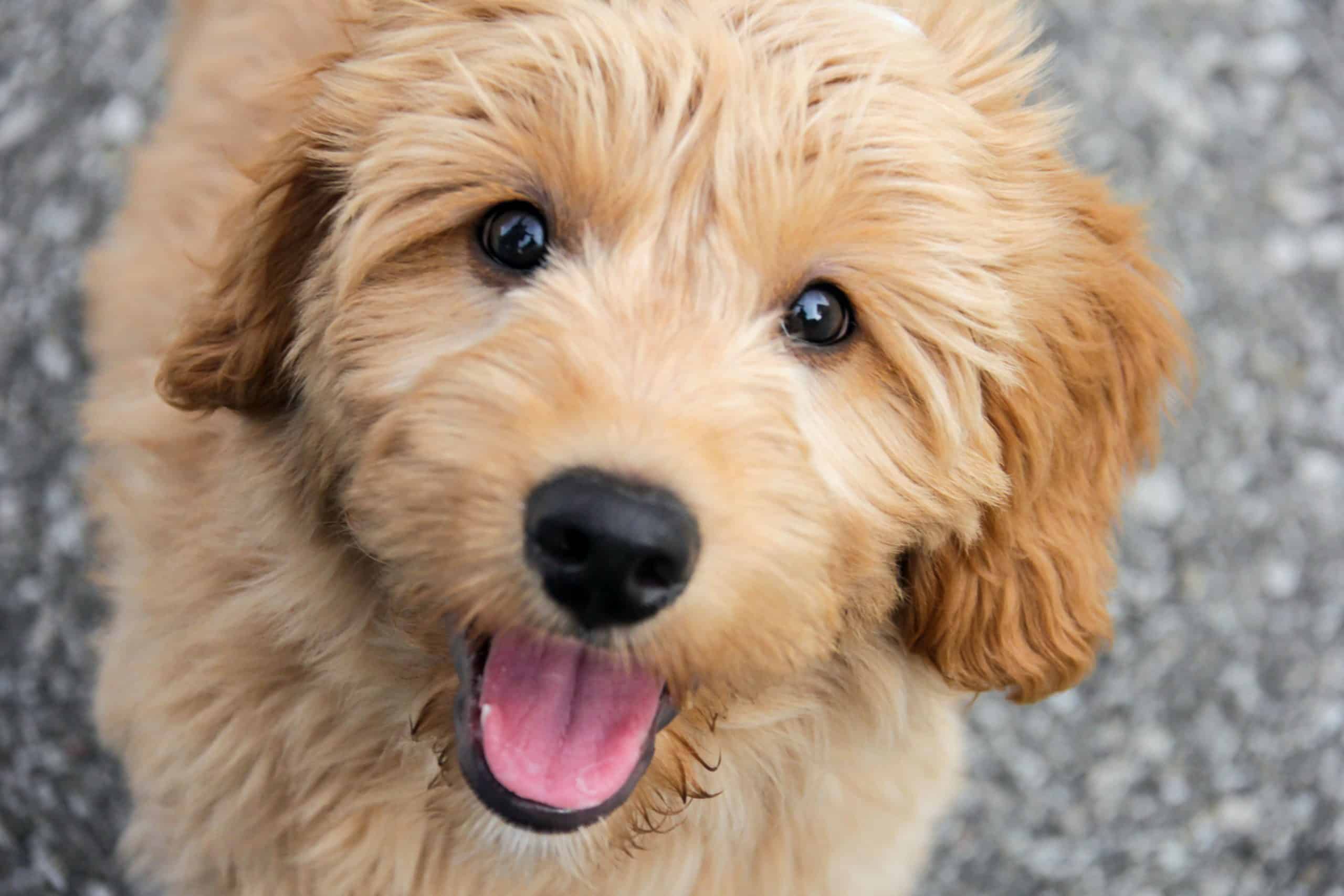 Mini-Goldendoodle-scaled.jpg